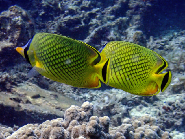Latticed Butterflyfish<br><span style='font-size:12px'><i>Dave & Rose</i></span>