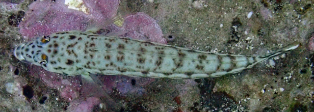 Click to View Latticed Sandperch ♀<br><span style='font-size:12px'><i>Dave & Rose</i></span>