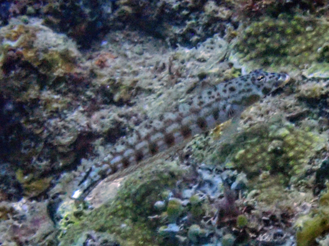 Click to View Latticed Sandperch<br><span style='font-size:12px'><i>Dave & Rose</i></span>
