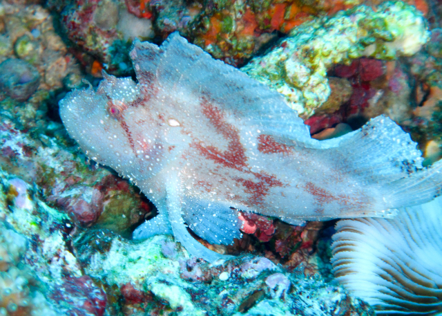 Click to View Leaf Scorpionfish<br><span style='font-size:12px'><i>Dave & Rose</i></span>