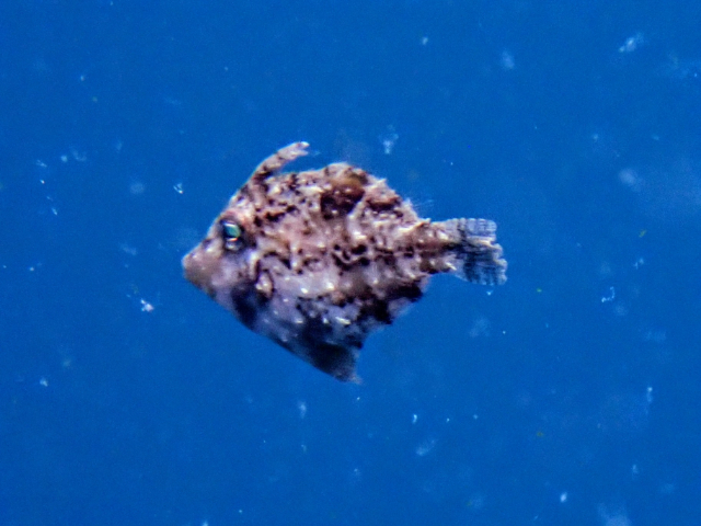 Leafy Filefish<br><span style='font-size:12px'><i>Dave & Rose</i>&nbsp&nbspPhilippines&nbsp&nbsp27th Apr 2026</span>