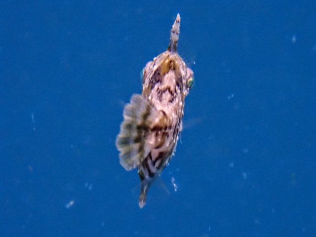 Leafy Filefish<br><span style='font-size:12px'><i>Dave & Rose</i></span>