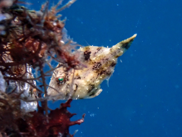 Leafy Filefish<br><span style='font-size:12px'><i>Dave & Rose</i></span>