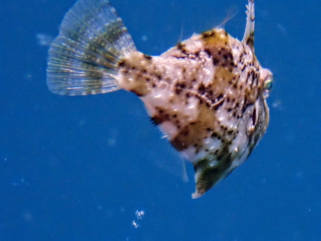 Leafy Filefish<br><span style='font-size:12px'><i>Dave & Rose</i></span>