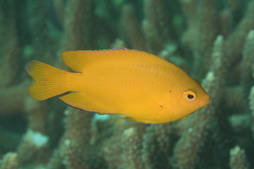 Click to View Lemon Damsel<br><span style='font-size:12px'><i>iNaturalist</i></span>