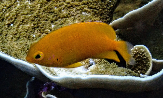 Click to View Lemon Damsel<br><span style='font-size:12px'><i>Dave & Rose</i></span>