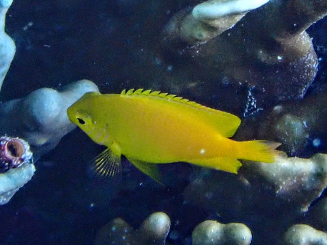 Click to View Lemon Damsel<br><span style='font-size:12px'><i>Dave & Rose</i></span>