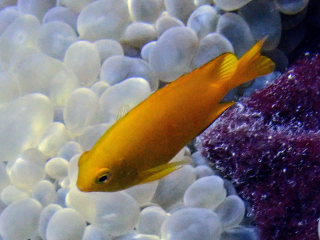 Click to View Lemon Damsel<br><span style='font-size:12px'><i>Dave & Rose</i></span>