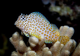Click to View Leopard Blenny<br><span style='font-size:12px'><i>WWW</i></span>