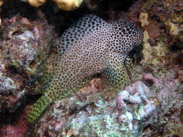 Click to View Leopard Blenny<br><span style='font-size:12px'><i>Fishbase</i></span>