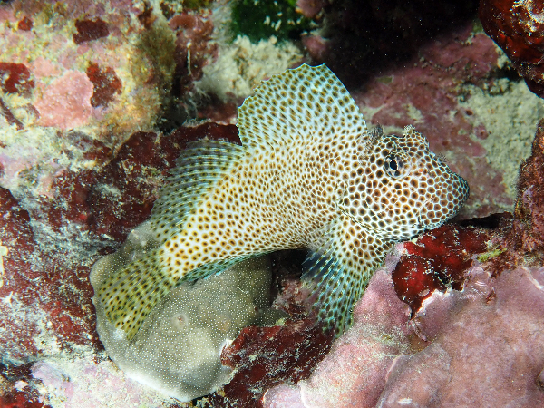 Click to View Leopard Blenny<br><span style='font-size:12px'><i>Fishbase</i></span>