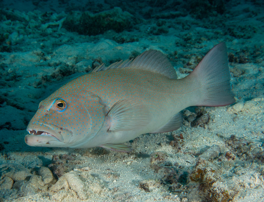 Click to View Leopard Coral Grouper<br><span style='font-size:12px'><i>iNaturalist</i></span>