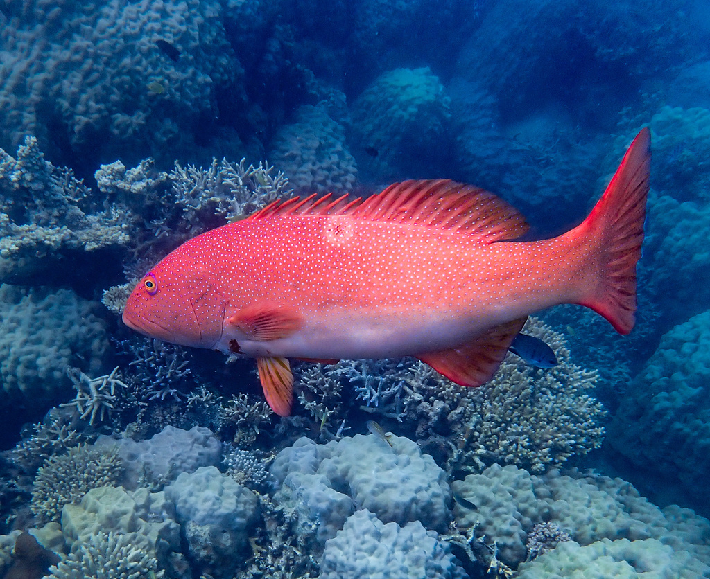 Click to View Leopard Coral Grouper<br><span style='font-size:12px'><i>iNaturalist</i></span>