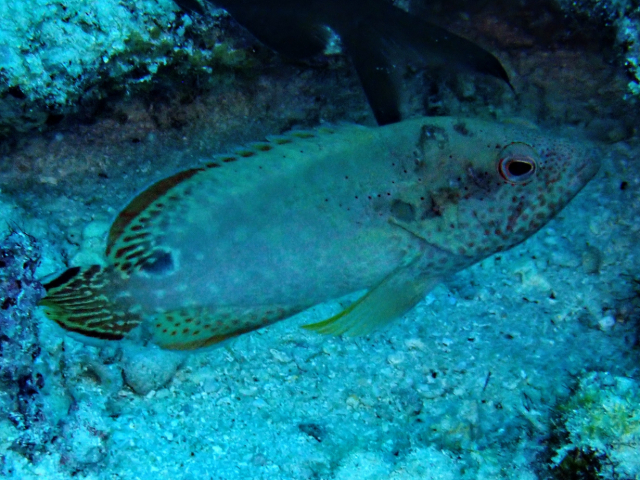 Click to View Leopard Grouper<br><span style='font-size:12px'><i>Dave & Rose</i></span>