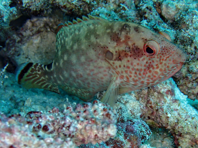 Click to View Leopard Grouper<br><span style='font-size:12px'><i>Dave & Rose</i></span>