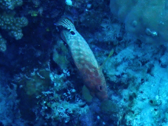 Click to View Leopard Grouper<br><span style='font-size:12px'><i>Dave & Rose</i></span>