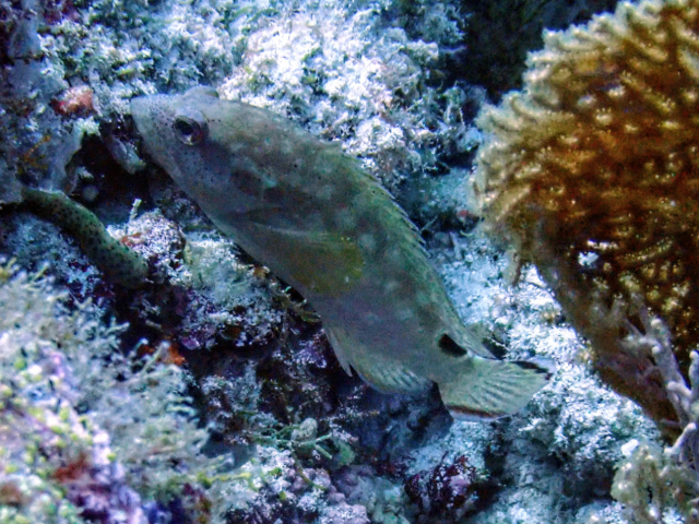 Leopard Grouper - juvenile<br><span style='font-size:12px'><i>Dave & Rose</i></span>
