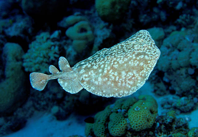 Click to View Leopard Torpedo Ray<br><span style='font-size:12px'><i>Fishbase</i></span>
