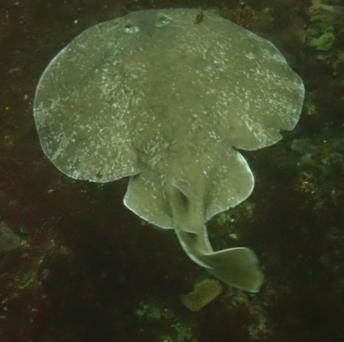 Click to View Leopard Torpedo Ray<br><span style='font-size:12px'><i>Dave & Rose</i></span>