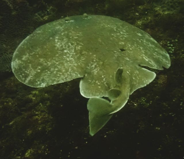 Click to View Leopard Torpedo Ray<br><span style='font-size:12px'><i>Dave & Rose</i></span>