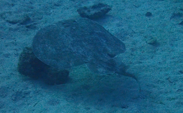 Click to View Leopard Torpedo Ray<br><span style='font-size:12px'><i>Dave & Rose</i></span>