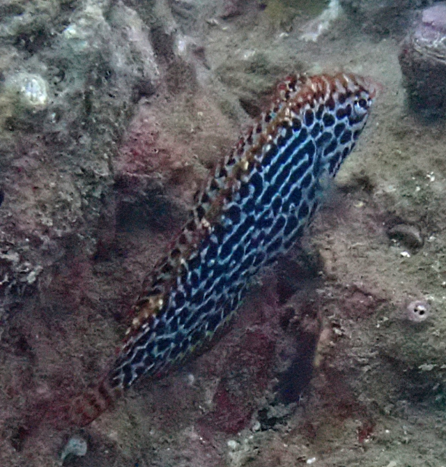 Click to View Leopard Wrasse IP<br><span style='font-size:12px'><i>Dave & Rose</i></span>