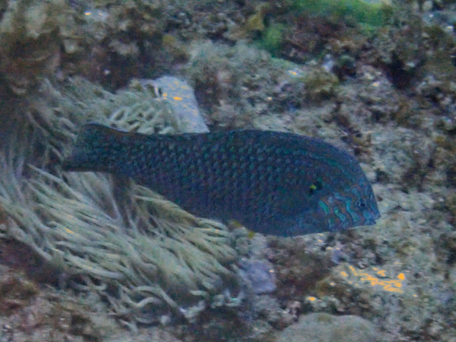 Click to View Leopard Wrasse<br><span style='font-size:12px'><i>Dave & Rose</i></span>