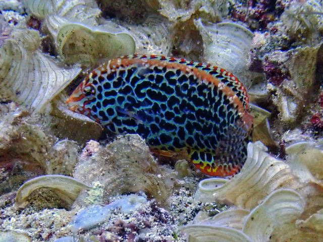 Click to View Leopard Wrasse<br><span style='font-size:12px'><i>Dave & Rose</i></span>