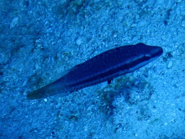 Click to View Linedcheeked Wrasse - juvenile<br><span style='font-size:12px'><i>Dave & Rose</i></span>