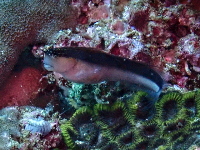 Lined Blenny<br><span style='font-size:12px'><i>Dave & Rose</i></span>