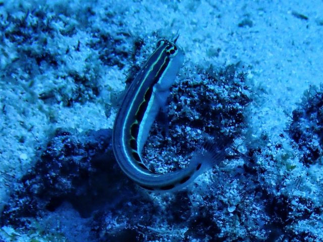 Click to View Lined Blenny<br><span style='font-size:12px'><i>Dave & Rose</i></span>