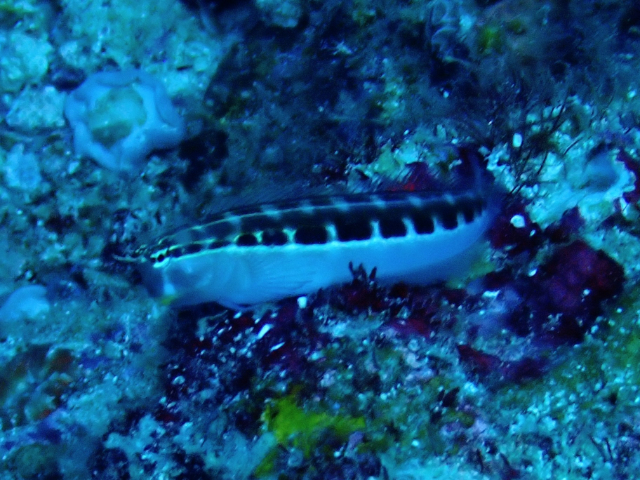 Click to View Lined Blenny<br><span style='font-size:12px'><i>Dave & Rose</i></span>