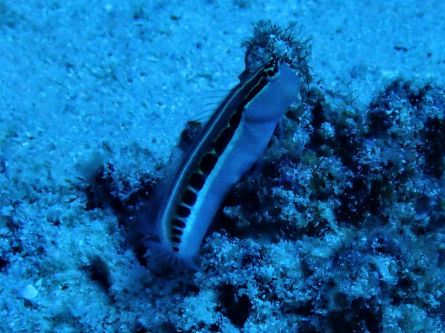 Click to View Lined Blenny<br><span style='font-size:12px'><i>Dave & Rose</i></span>