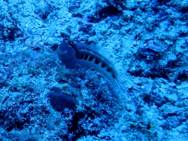 Lined Blenny<br><span style='font-size:12px'><i>Dave & Rose</i></span>