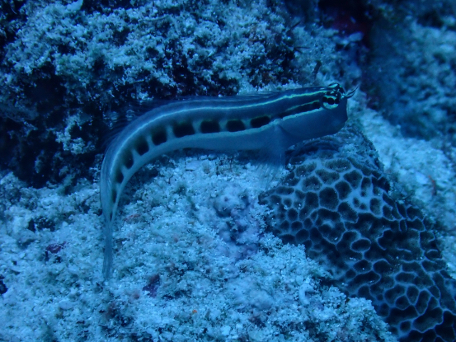 Lined Blenny<br><span style='font-size:12px'><i>Dave & Rose</i></span>