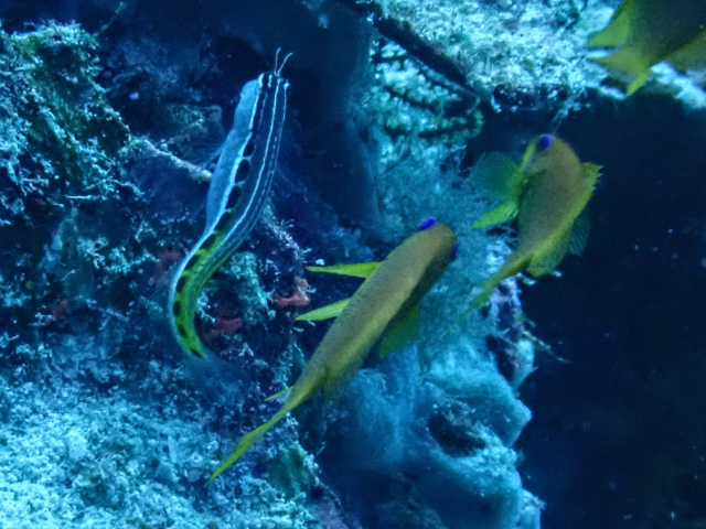 Lined Blenny<br><span style='font-size:12px'><i>Dave & Rose</i></span>
