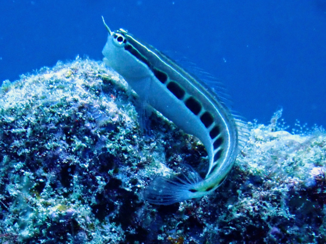 Lined Blenny<br><span style='font-size:12px'><i>Dave & Rose</i>&nbsp&nbspMaldives&nbsp&nbsp14th Jan 2026</span>