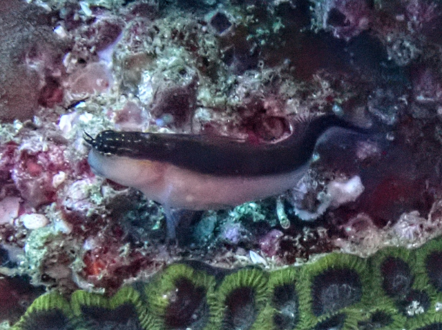 Lined Blenny<br><span style='font-size:12px'><i>Dave & Rose</i></span>