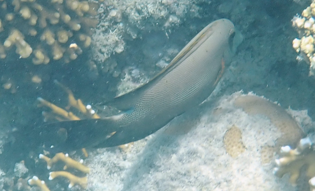 Click to View Lined Bristletooth<br><span style='font-size:12px'><i>Dave & Rose</i></span>