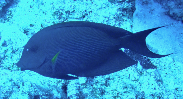 Click to View Lined Bristletooth<br><span style='font-size:12px'><i>Dave & Rose</i></span>