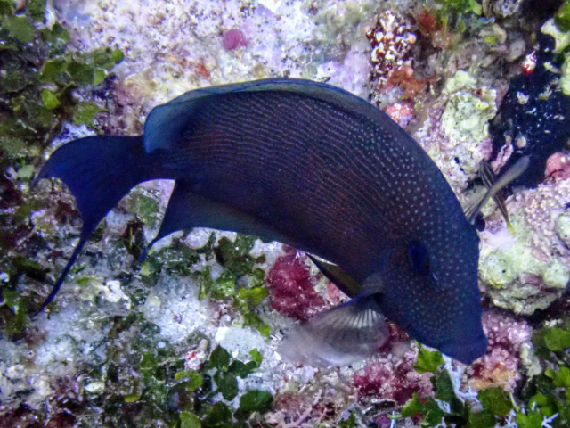 Click to View Lined Bristletooth<br><span style='font-size:12px'><i>Dave & Rose</i></span>