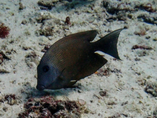 Click to View Lined Bristletooth<br><span style='font-size:12px'><i>Dave & Rose</i></span>