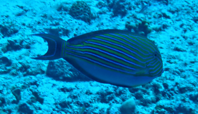 Click to View Lined Bristletooth<br><span style='font-size:12px'><i>Dave & Rose</i></span>