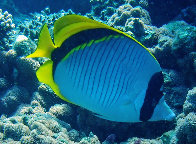 Click to View Lined Butterflyfish<br><span style='font-size:12px'><i>Dave & Rose</i></span>