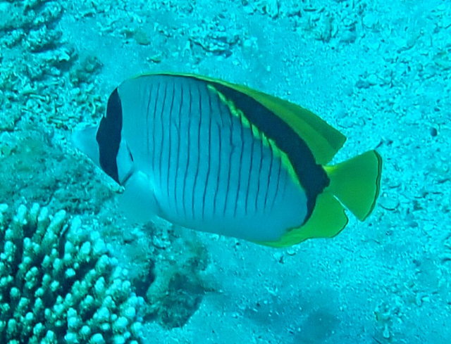 Click to View Lined Butterflyfish<br><span style='font-size:12px'><i>Dave & Rose</i></span>