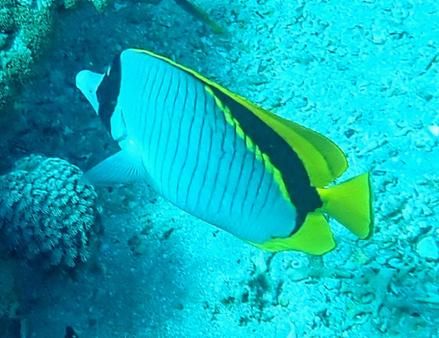 Click to View Lined Butterflyfish<br><span style='font-size:12px'><i>Dave & Rose</i></span>
