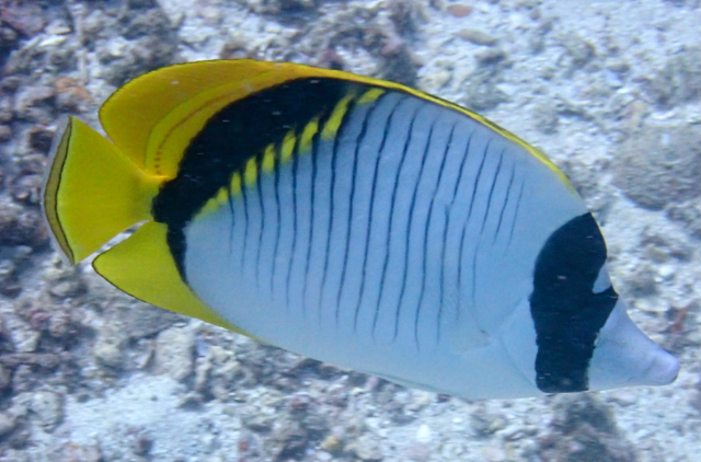 Click to View Lined Butterflyfish<br><span style='font-size:12px'><i>Dave & Rose</i></span>