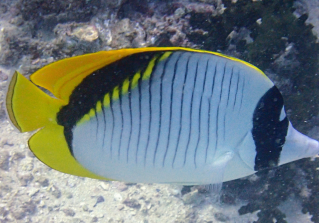 Click to View Lined Butterflyfish<br><span style='font-size:12px'><i>Dave & Rose</i></span>
