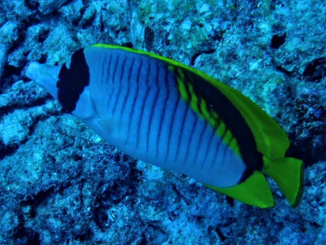 Click to View Lined Butterflyfish<br><span style='font-size:12px'><i>Dave & Rose</i></span>