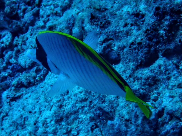 Click to View Lined Butterflyfish<br><span style='font-size:12px'><i>Dave & Rose</i></span>